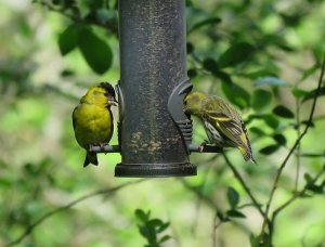 siskins