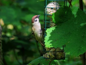 treesparrow