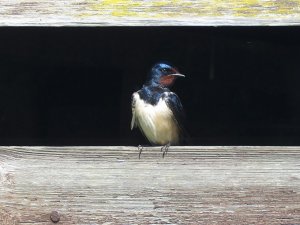 swallow