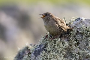 St. Kilda wren 2