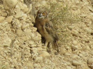 Desert Eagle Owl - just fledged