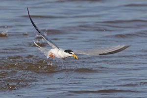 Little Tern