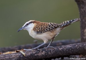 Rufous-naped Wren C-RICA SER 2