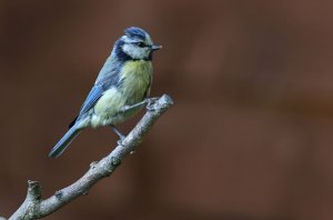 Blue Tit