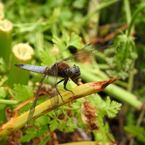 Scarce Chaser