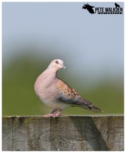 Turtle Dove