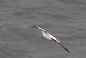 Gannet