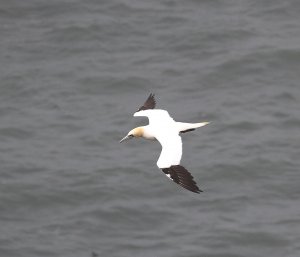 Gannet