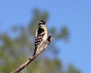 Downy Woodpecker