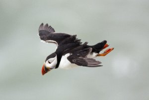 Puffin