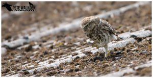 Little Owl