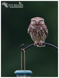 Little Owl