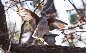 Peaceful Dove