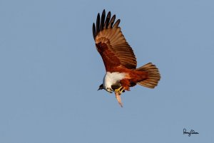 Brahminy Kite