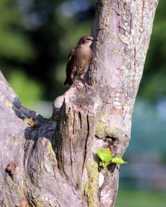 Cowbird perched on tree