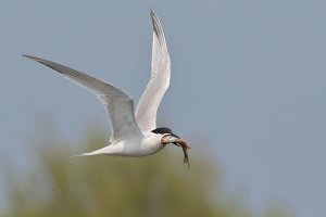 Sandwich Tern