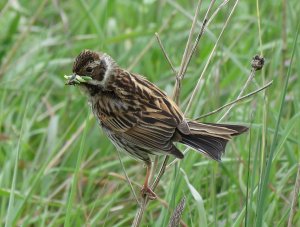 reed bunting