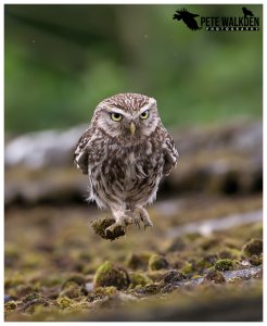 Little Owl