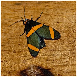 Beautiful Tiger Moth
