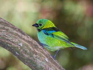 Green-headed Tanager at Karadya Birding Lodge