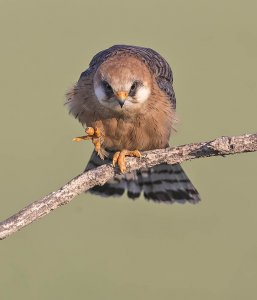 Red-footed_Falcon_N1O4218