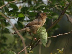 Red-Faced Cisticola