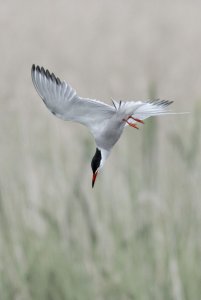 Common Tern