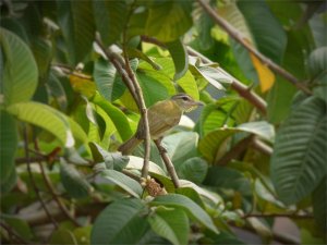 Red-eyed Vireo