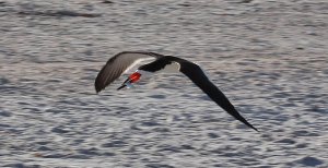 Black skimmer