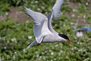 Arctic Tern