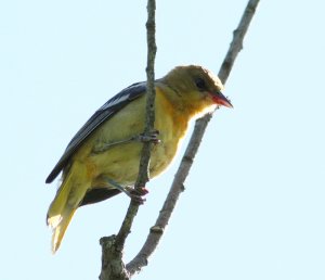 A young Orchard Oriole
