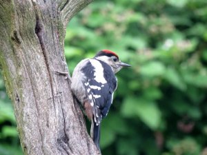 young greater spotted woodpecker