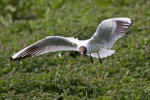 Black-headed Gull