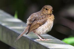 Immature Robin