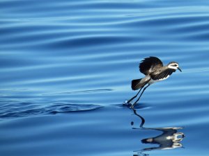 Walking on water