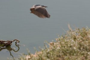 Night heron