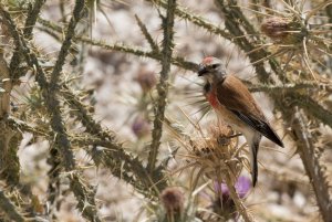 Common linnet