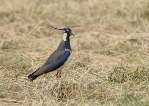 Northern Lapwing