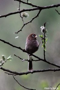 Spectacled parrotbill
