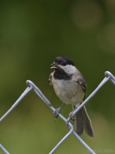 Carolina Chickadee