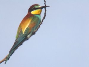 Bee-Eater