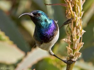 White-breasted Sunbird