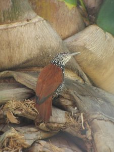 Point-tailed Palmcreeper