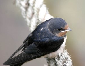 Juvenile Swallow waiting for food-1