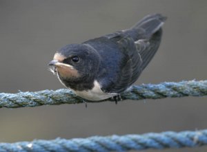 Juvenile Swallow-2