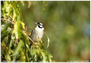 White-eared Monarch