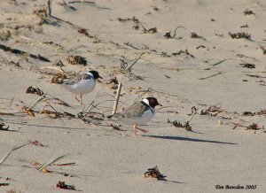 Hooded Plover pair