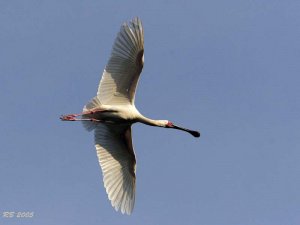 African Spoonbill