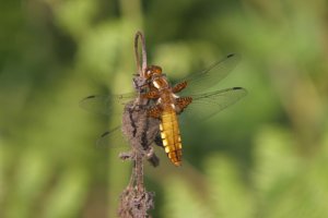 Broad-Bodied libellula.