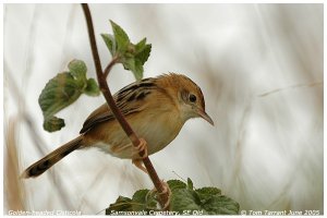 Golden-headed Cisticola